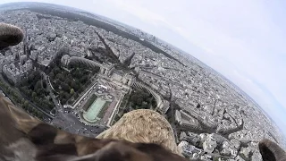 Flying eagle point of view #4 by Sony Action Cam Mini (A flight over Paris)