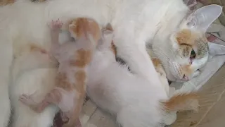 Mother Cat Has Adopted 4 Days Old Kitten And Giving Him Mother Feed