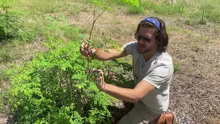 How To Prune Young Moringa Trees | Harvesting Leaves and Popping Tops