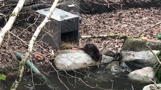 Cornish Seal Sanctuary welcomes two rescued beaver sisters as their new residents!