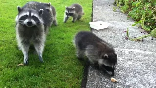 Raccoon mom and 3 babies