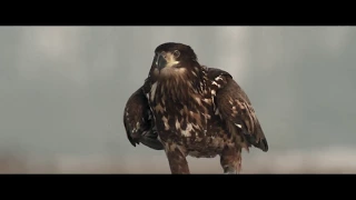 The Invisible Wildlife Photographer - Trailer 2