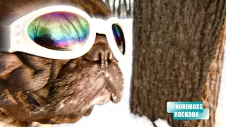 Lord of the board NordBoss snowboarding dog Норд Босс супер  бульдог на сноуборде