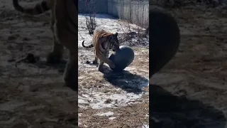 Hear the tiger chuffs and construction in Feline Meadows with Judson Live || The Wildcat Sanctuary