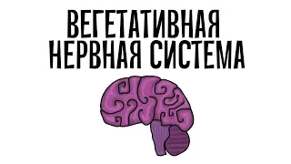 Фармакология. Вегетативная нервная система (простым языком)