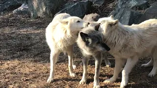 How to Love and Play Like Wolves