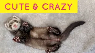 CUTE & CRAZY Funny Ferret Clip Compilation