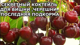 ХОЧЕШЬ ОБИЛЬНЫЙ УРОЖАЙ ВИШНИ,ЧЕРЕШНИ СДЕЛАЙ ТАК ОСЕНЬЮ.СЕКРЕТ ПОДКОРМКИ КОСТОЧКОВЫХ ДЕРЕВЬЕВ.