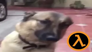 Ay GTFO Dog Dubbed with Half Life SFX