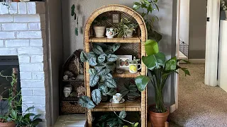 Houseplant Tour February 23 - Part One