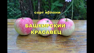 Сорт яблони Башкирский красавец
