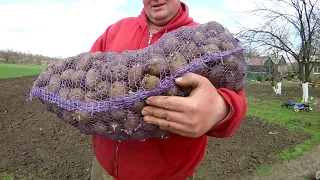 посадка картофеля мотоблоком