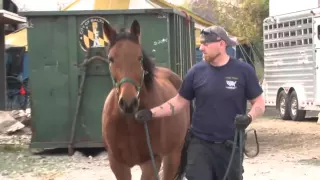 19 Neglected Horses Rescued from Baltimore Stable