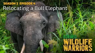 Rescuing an Angry Bull Elephant (Part 2) [4K] | Borneo Wildlife Warriors (S02E04) |  SZtv