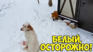 Ли Сяо / Alice the Fox Алиса Лиса (Когда Белый отвлекся)