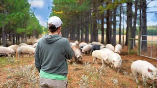 Moving 150 Pigs on Pasture for Rotational Grazing