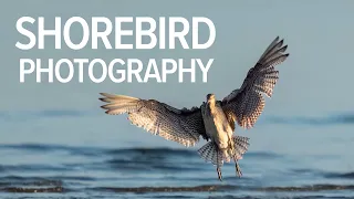 OM System OM-1 + Shorebird Photography - Photographing The Eastern Curlew