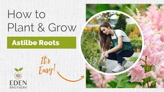 How to Plant and Grow Astilbe Roots