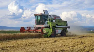 Búza aratás🌾Class dominator 108 SL 2xFendt 310 vario 3xOelher