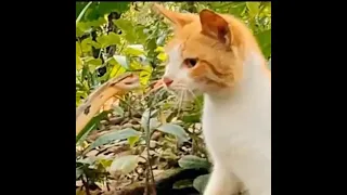Реакция кошки на нападение змеи!