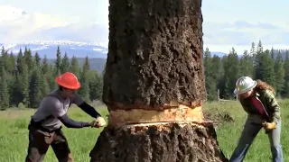 Incredible Big Tree Cutting Skill using Chainsaw - Fastest Felling Tree Down Techniques