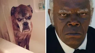 Animals That Exactly Look Like Celebrities And Famous People