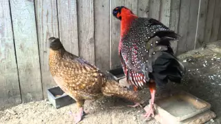 Tragopan satyra -Tragopan czerwony