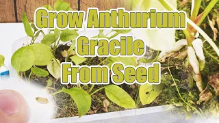 How To Grow Anthurium Gracile From Seed