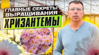 Хризантемы. Главные секреты выращивания успешного цветовода.