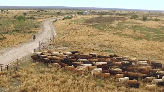 2019 Leopold Conservation Award: Killam Duval County Ranch