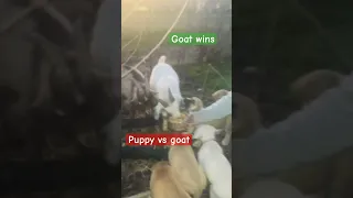 Goats vs puppies #puppy #dog #cute #animals #goat