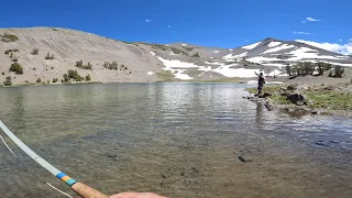 SIGHT FISHING for HUNGRY GOLDEN TROUT