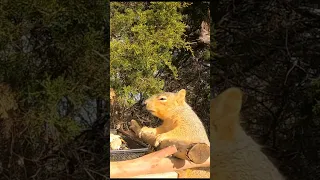 Squirrel Pull ups