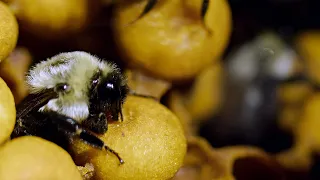 The Secret Life of Bumblebees - UC Irvine