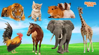 Wild Animal Sounds In Nature: Tiger, Cat, Mouse, Chicken, Horse, Elephant, Giraffe | Animal Moments