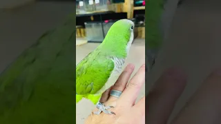 Quaker parrot