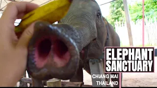 A DAY WITH ELEPHANTS! - Elephant Jungle Sanctuary, Chiang Mai, Thailand  //  233