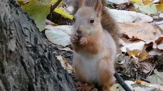 Удалось покормить дикого бельчонка и даже узнать где он живёт / Fed a wild little squirrel