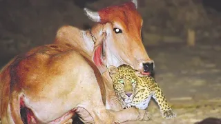 This Leopard Visits This Cow at Night. You’ll Be Surprised Why