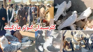 Kabootar Mandi Kallar Syedan Rawalpindi 2023 | Bird Market | Fancy Kabootar Bazar | Fancy Pigeon !!