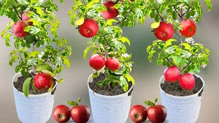 Apple Tree Planting: A Professional Guide on How to Grow Apple Trees from Apple Fruit