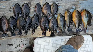 Just a stumpknocker kinda day. (Florida redbelly fishing)