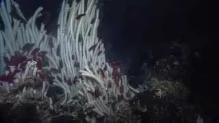 Giant Tube Worms of the Galapagos | Nautilus Live