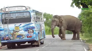 A severe elephant attack on a bus  People fall down in fear     6