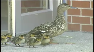 From the archives: Baby ducklings hatched on Mother's Day in West Des Moines