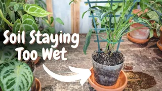 how to fix an OVERWATERED houseplant quick and easy