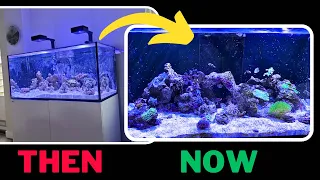 Big progress in my 2 month old Reef Tank: and I am proud of it | Reef Adventure #9