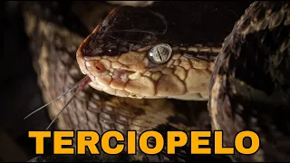 La Serpiente más Peligrosa de Costa Rica (Terciopelo-Bothrops asper)