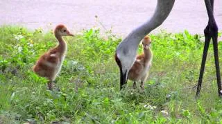 Sandhill Crane Adventures #8