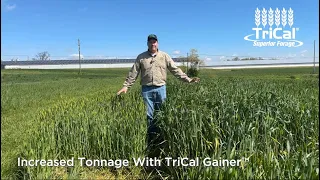 Valor™ Barley vs Gainer ™Triticale